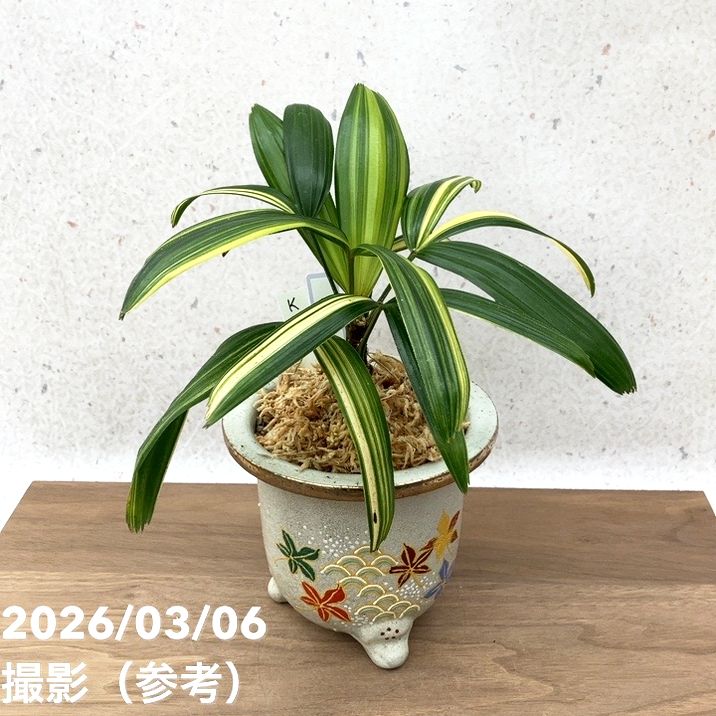 現品お届け】観音竹 カンノンチク 飛鳥錦 あすかにしき 錦鉢（K13