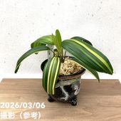 ラナンキュラス ラックスシリーズ 6号（底面給水） ヘスティア｜草花10