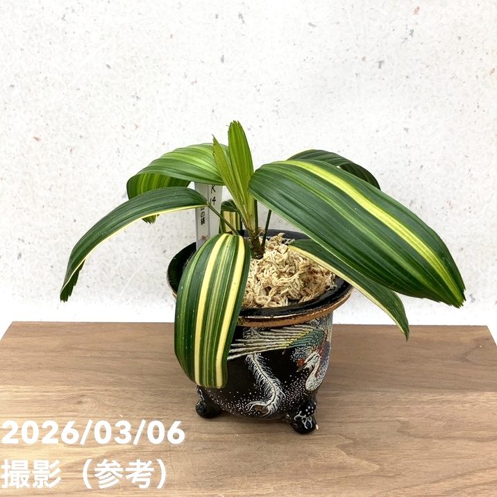 現品お届け】観音竹 カンノンチク 天山の縞 てんざんのしま 錦鉢（K14