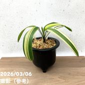 65周年記念セール】【数量限定】観音竹 カンノンチク 松華錦 しょうか