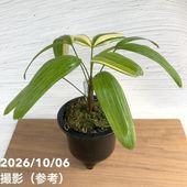 フィロデンドロン キャラメルマーブル 4号｜観葉10-TU | 観葉・多肉