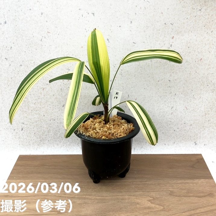 現品お届け】観音竹 カンノンチク 七宝殿白縞 しっぽうでんしろしま