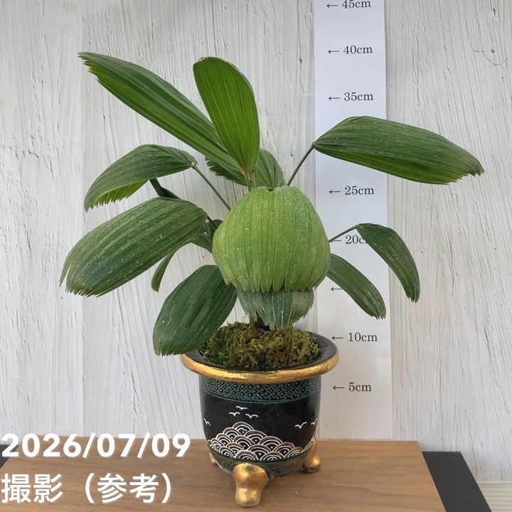 決算P5倍！10%OFF！8/2まで】【現品お届け】観音竹 カンノンチク