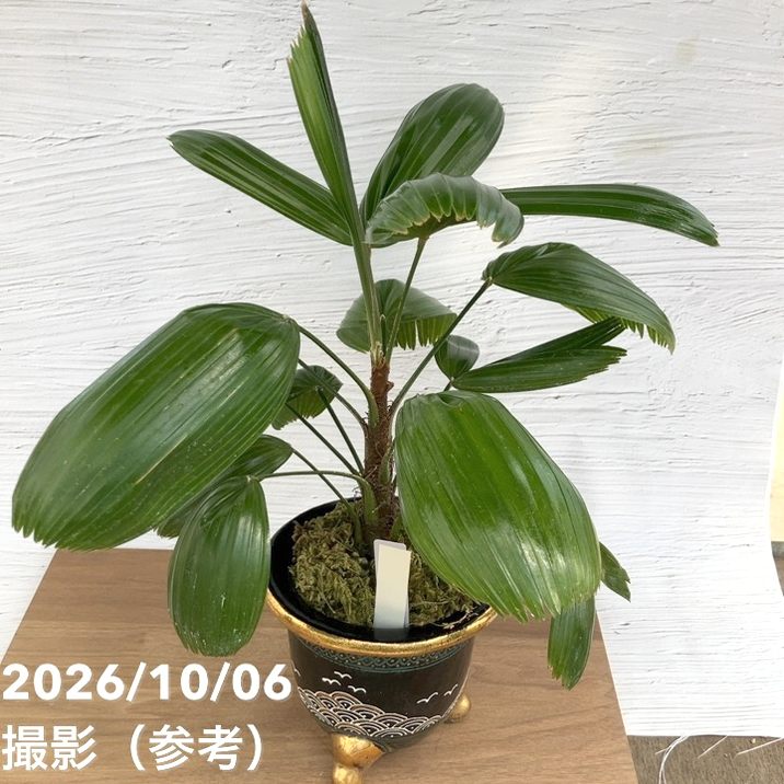お買い得！1/5まで】【現品お届け】観音竹 カンノンチク 大納言 だい