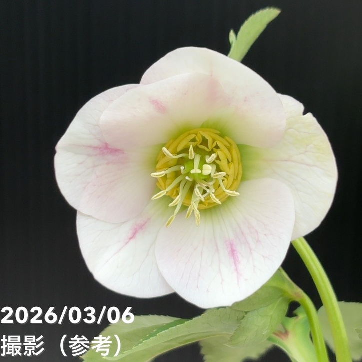 草花,クリスマスローズ,クリスマスローズ一点物の購入なら赤塚植物園