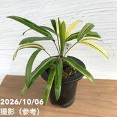 限定2鉢】＜まもなく開花～開花中 花芽5個＞キンリョウヘン 4号（原種
