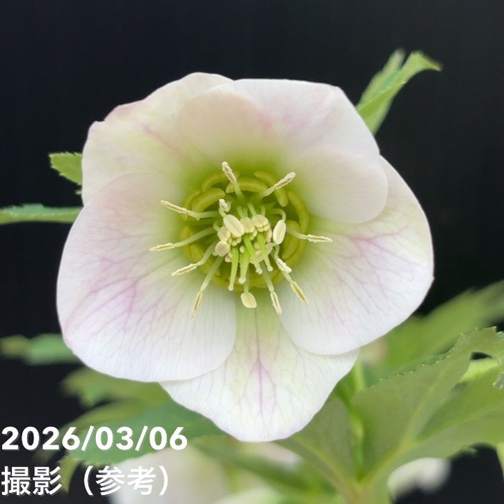 草花,クリスマスローズ,クリスマスローズ一点物の購入なら赤塚植物園