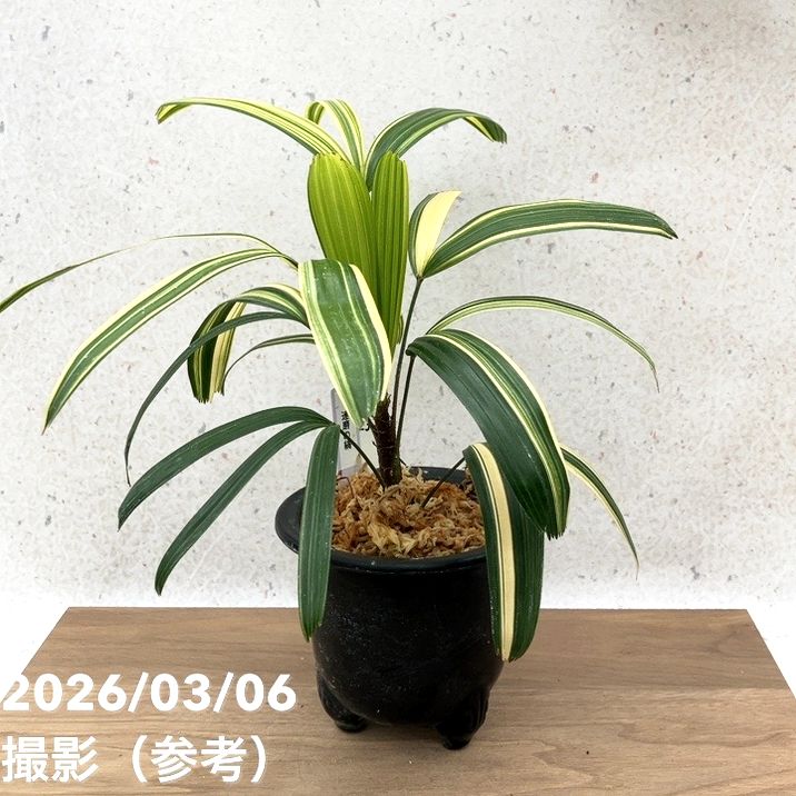 現品お届け】観音竹 カンノンチク 達磨の縞 だるまのしま プラ鉢（K23