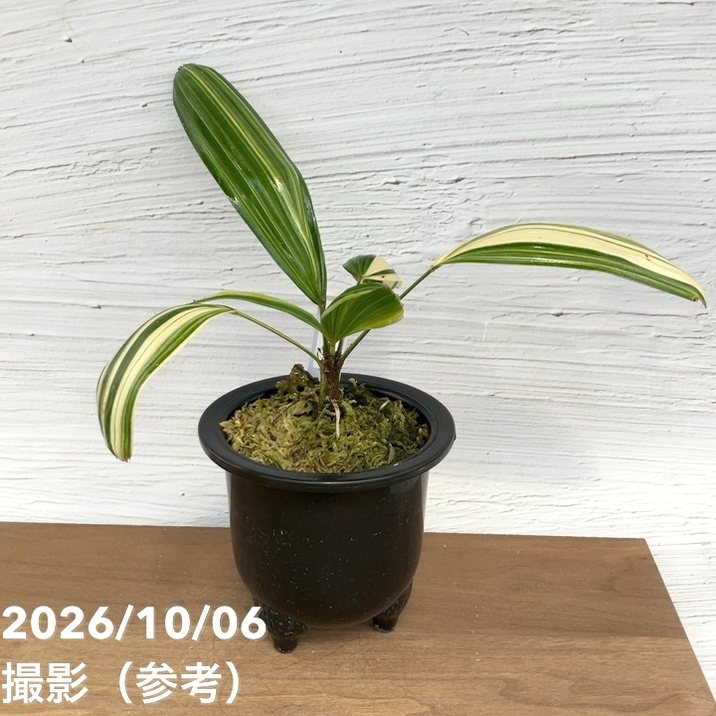 観葉・多肉,[珍しい観葉]の購入なら赤塚植物園オンライン 花の音｜花苗