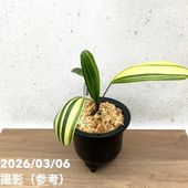 現品お届け】観音竹 カンノンチク 達磨の縞 だるまのしま プラ鉢（K22