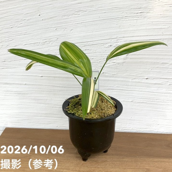 観葉・多肉,観音竹の購入なら赤塚植物園オンライン 花の音｜花苗