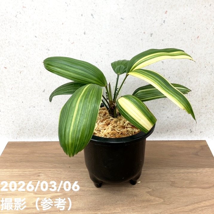 現品お届け】観音竹 カンノンチク 東海錦 とうかいにしき プラ鉢（K28