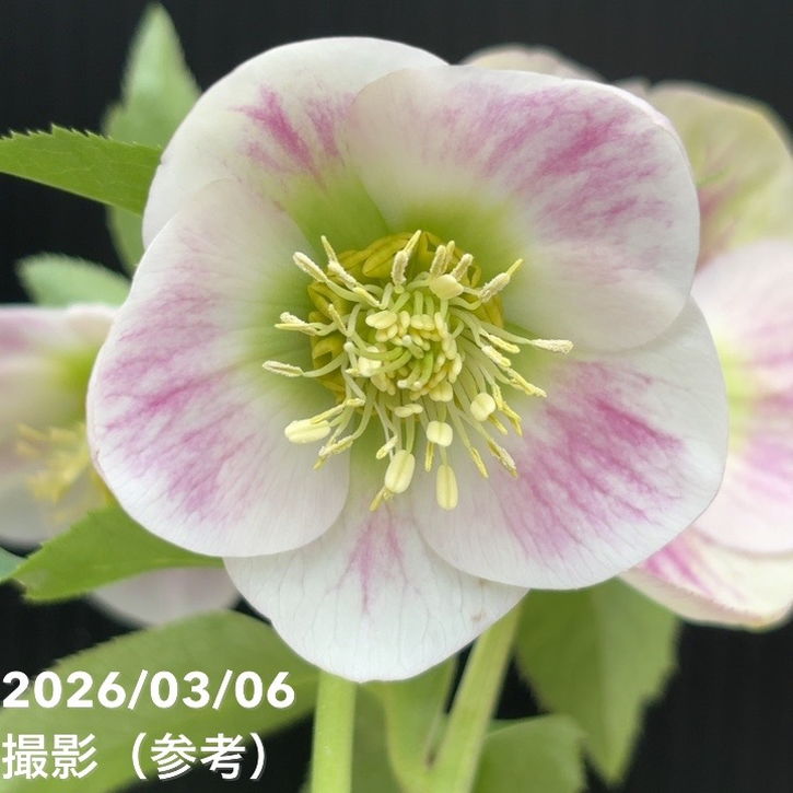 一点物】大和園 クリスマスローズ 4.5号（YA4）｜山野04-PA | 草花