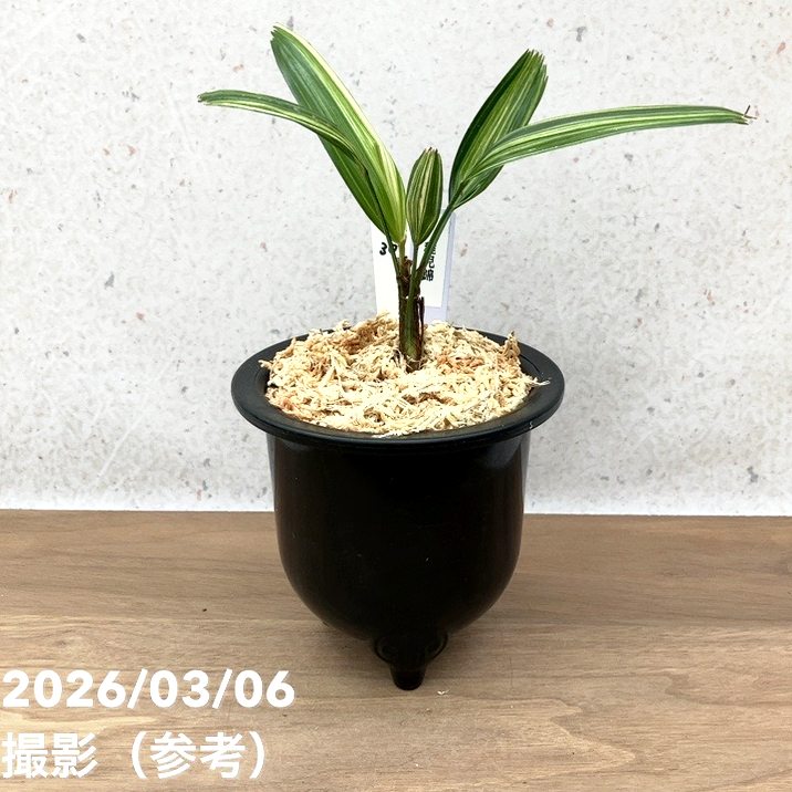 現品お届け】観音竹 カンノンチク 稚児錦 ちごにしき プラ鉢（K30