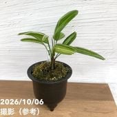 お買い得！1/5まで】【現品お届け】観音竹 カンノンチク 達磨の縞