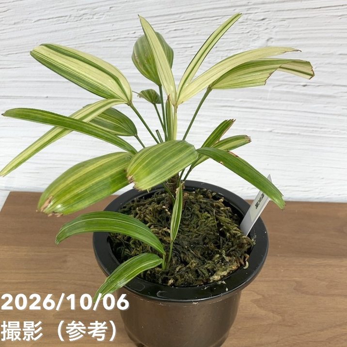 お買い得！1/5まで】【現品お届け】観音竹 カンノンチク 稚児錦 ちご