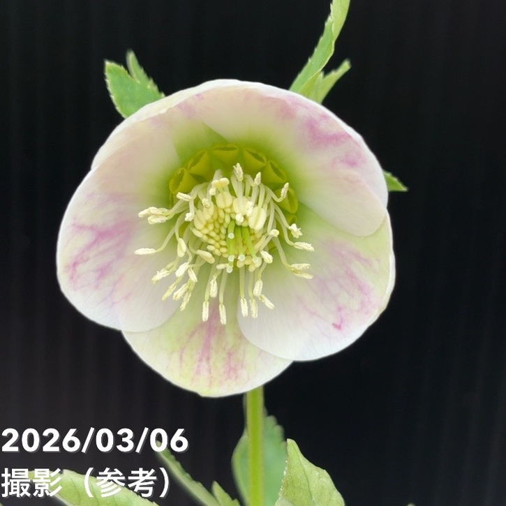 一点物】大和園 クリスマスローズ 4.5号（YA6）｜山野04-PA | 草花