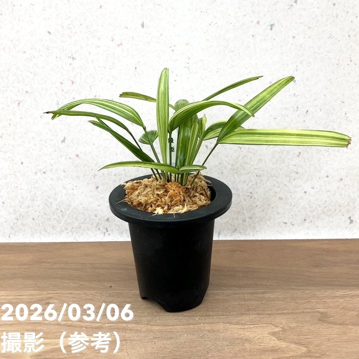 数量限定】観音竹 カンノンチク 綾姫 あやひめ プラ鉢｜観葉10-TU