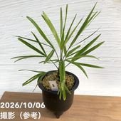 花芽3個＞キンリョウヘン 5号充実株｜SA｜ミツバチ蘭｜洋蘭10-TU