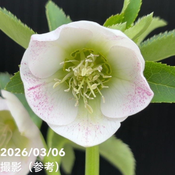 一点物】大和園 クリスマスローズ 4.5号（YA11）｜山野04-PA | 草花