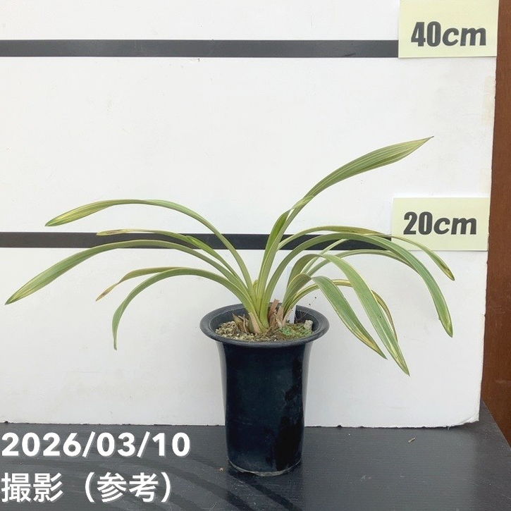 ＜花芽2個＞キンリョウヘン 4号（若松）｜ミツバチ蘭｜洋蘭10-TU