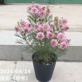 現品お届け】フィリカ プベッセンス ワフトフェザー 7号｜花木10-TU