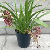 ＜花芽3個＞キンリョウヘン 5号充実株｜SA｜ミツバチ蘭｜洋蘭10-TU
