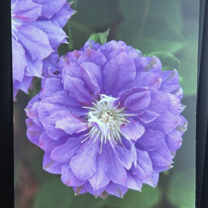 クレマチス パテンス八重系（早咲き大輪系）円空 4号｜草花04-PA