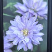 サツキ 博多サツキ 4号×3株セット｜花木10-AK | 花木・庭木,サツキ