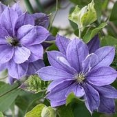 クレマチス テキセンシス ビオルナ系 茜の壺 4.5号｜草花04-PA | 草花