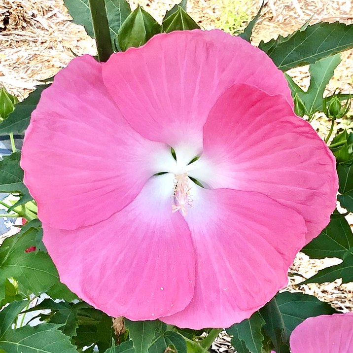 【予約 NEW2026】タイタンビカス 3.5号 フローラ （ショートタイプ）※2026年4月中下旬以降発送予定｜草花01-D1