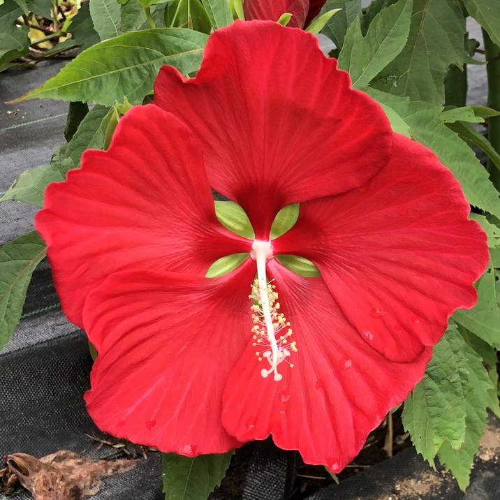 タイタンビカス マスカレード