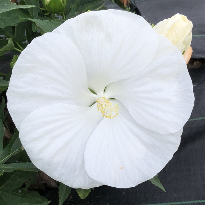 タイタンビカス ホワイトオウル