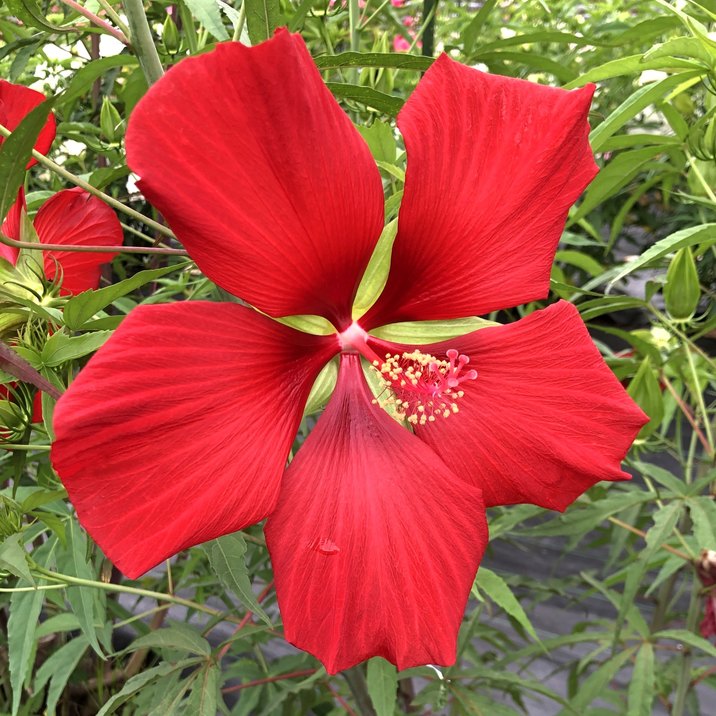 タイタンビカス レッドブリーズ