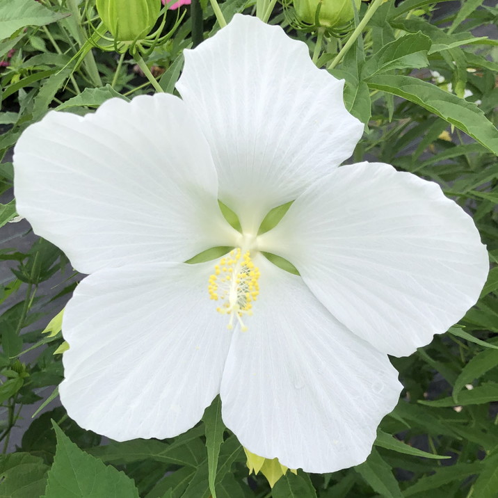 タイタンビカス ホワイトブリーズ