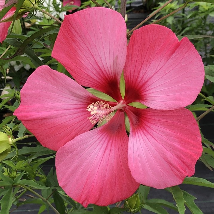 タイタンビカス ピンクブリーズ