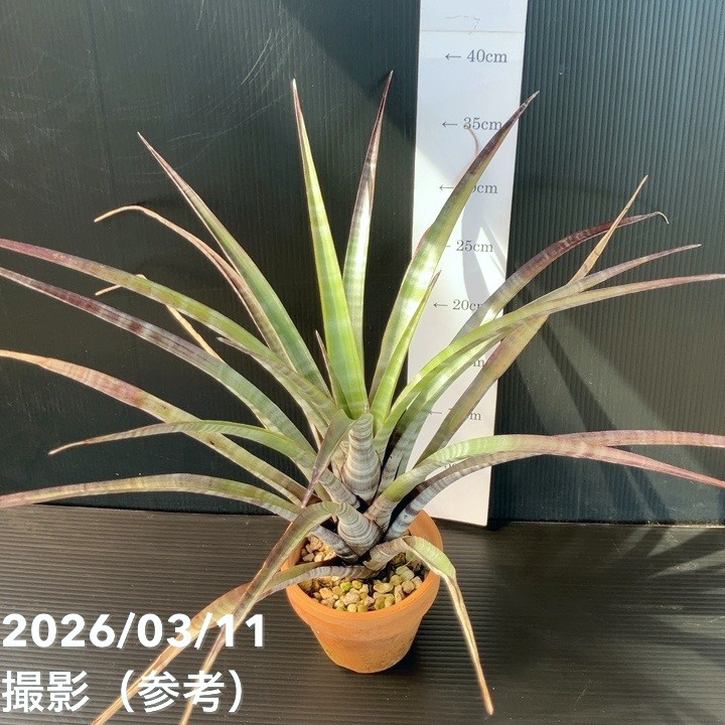 【現品お届け】チランジア ヒルダエ 4号｜観葉01-D1