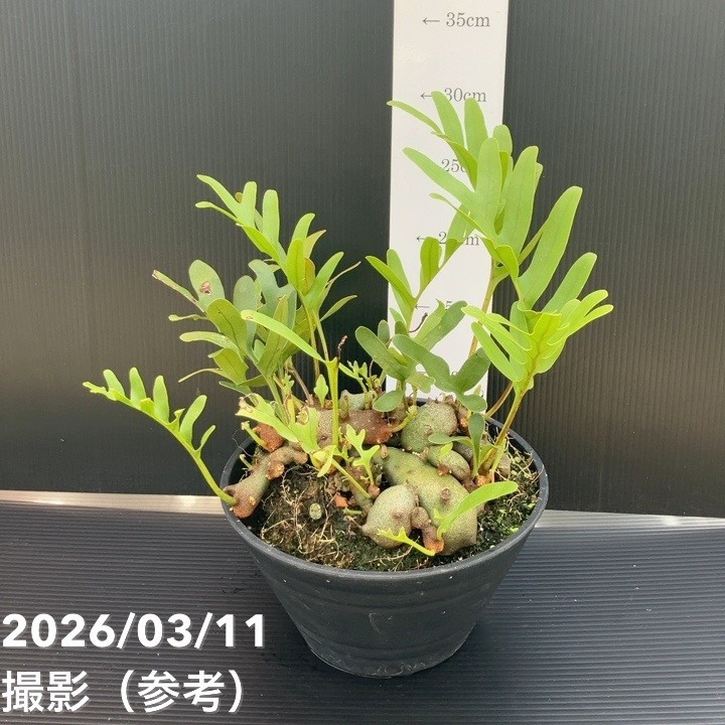 【現品お届け】アリ植物 レカノプテリス Lecanopteris 6号｜観葉01-D1