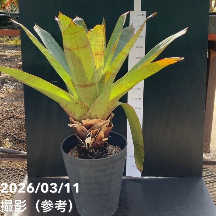 【現品お届け】アルカンタレア ルブラン 10号｜観葉01-D1