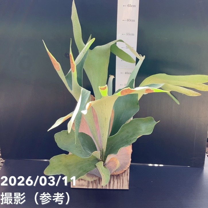 【現品お届け】ビカクシダ ネザーランド 板付け｜観葉01-D1