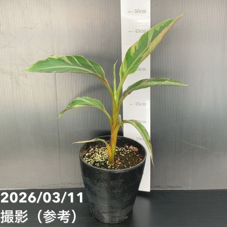【現品お届け】バナナの木 ピンクバナナ 斑入り ノノ 6号｜果樹01-D1