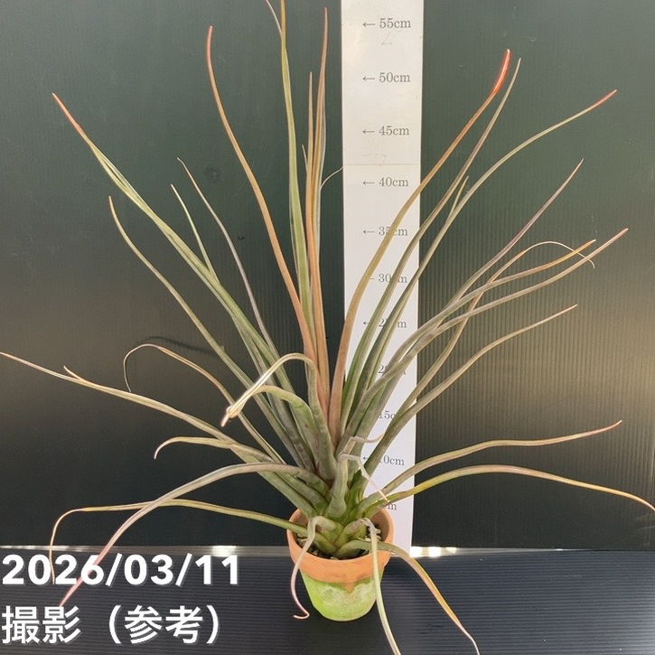チランジア マリードフィタス caputmedusae×bulbosa 3.5号｜観葉01-D1