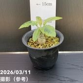 現品お届け】リューカデンドロン デュリフ 7号｜花木10-TU | 花木