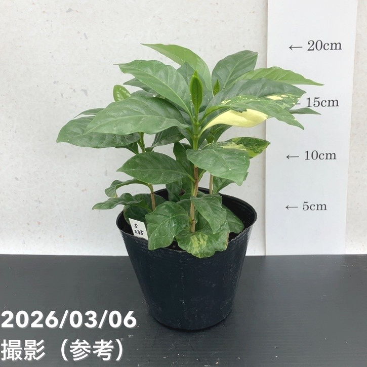 【激レア！現品お届け】コーヒーの木 3.5号ポット 斑入り（S235）｜観葉02-D2