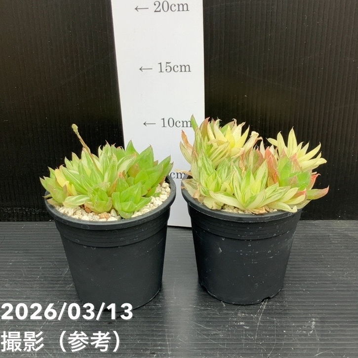 斑入りハオルチア 京ノ華錦