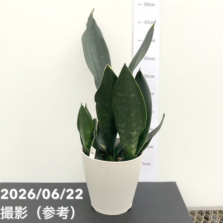 赤塚植物園自社農場,サンスベリア(サンセベリア),サンセベリア1点物 赤塚植物園自社農場,サンスベリア(サンセベリア),サンセベリア1点物