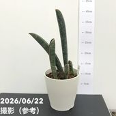 サンスベリア 6号 マフィンガ｜観葉02-D2 | 観葉・多肉,サンセベリア