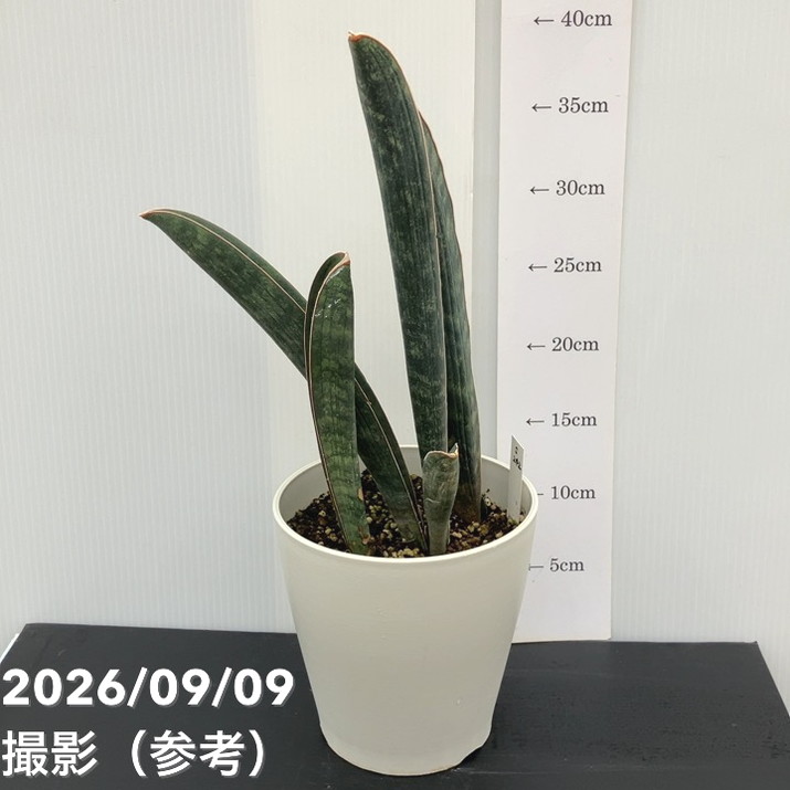 【現品お届け】サンスベリア 5号 ベースボールバット プラ鉢（S242）｜観葉02-D2