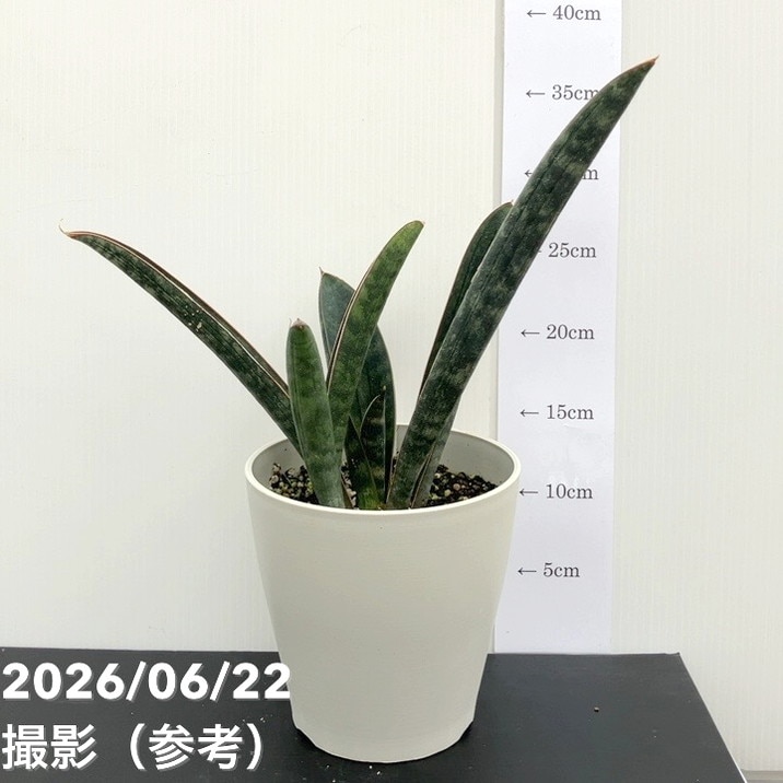 赤塚植物園自社農場,サンスベリア（サンセベリア）,サンセベリア1点物