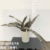 (陶器)鉢付きコルジリネ・アイチアカ　6号 日本花キ流通 観葉植物 コルジリネ ターミナリス アイチアカ 6号鉢